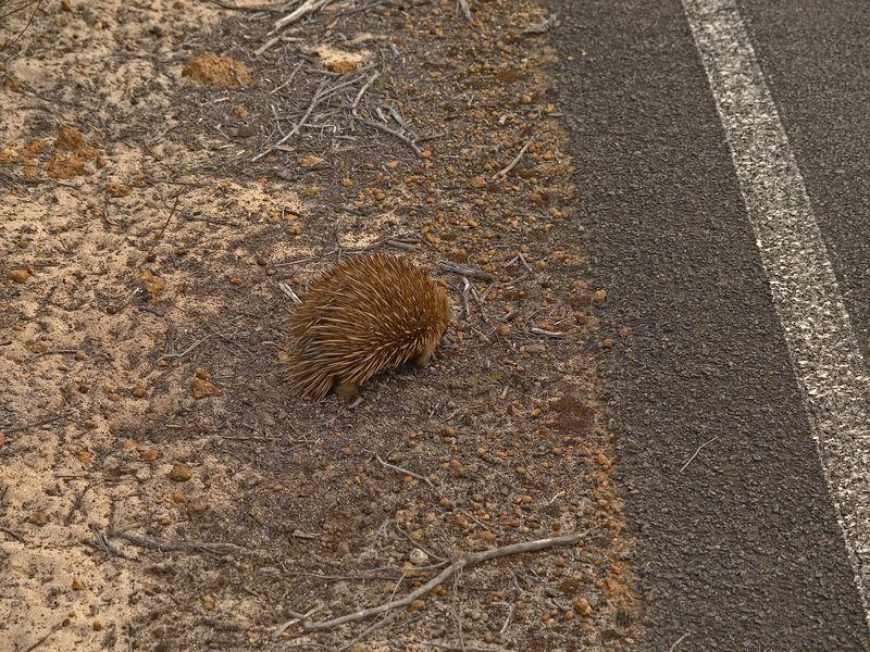 Kangaroo Island, Echidna